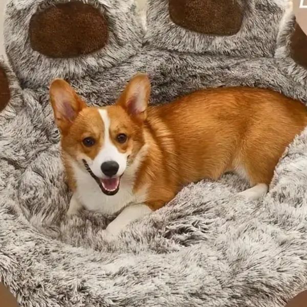 Patinhas Relax - Cama Para Pets Macia Antiderrapante + BRINDE